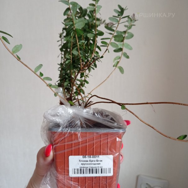 превью изображения отзыва