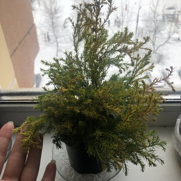 превью изображения отзыва