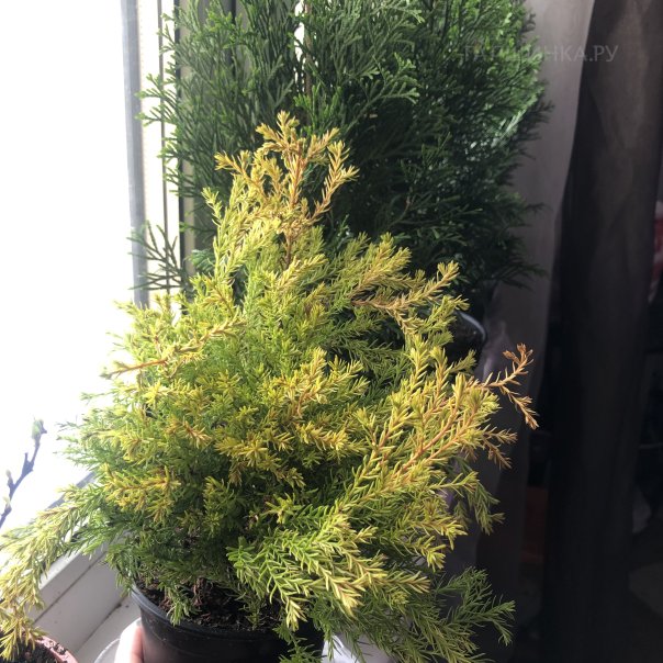 превью изображения отзыва