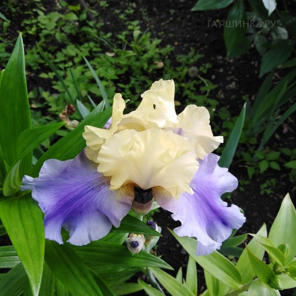 превью изображения отзыва