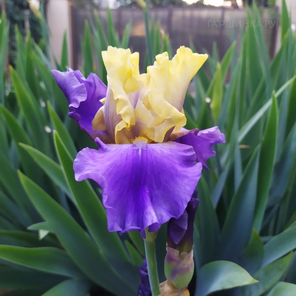 превью изображения отзыва