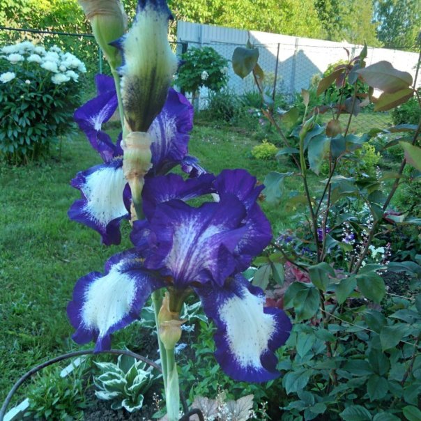 превью изображения отзыва