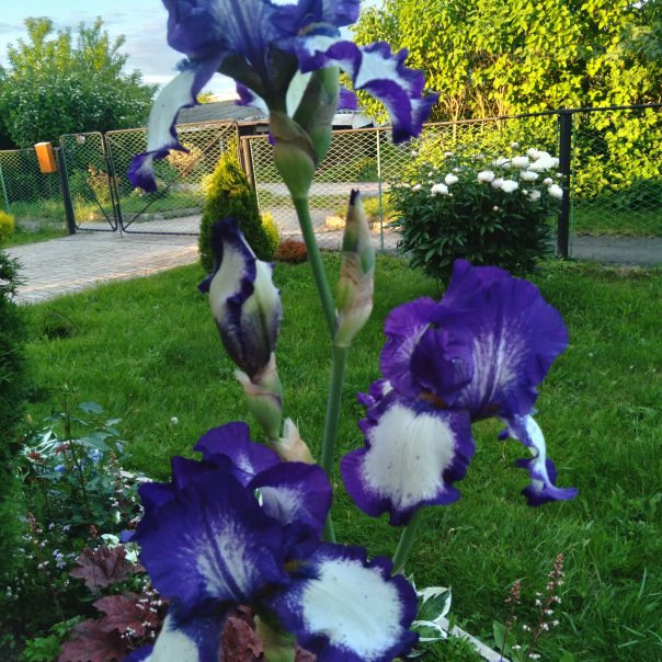 превью изображения отзыва