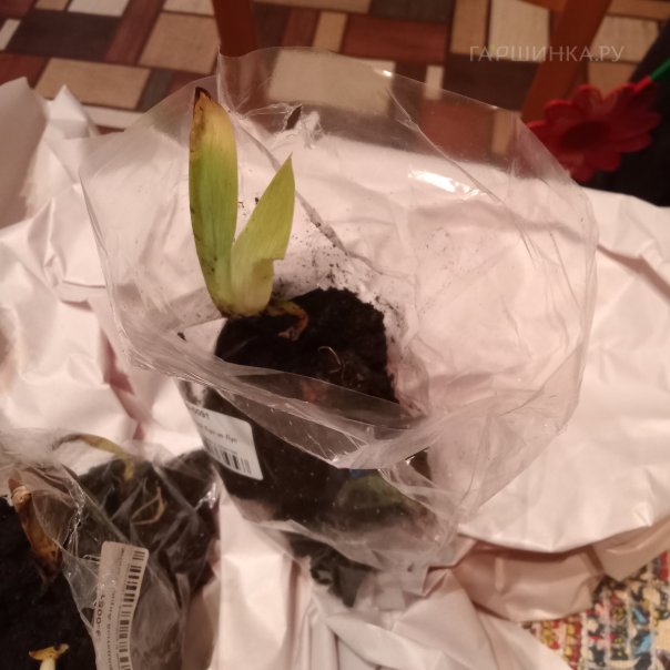 превью изображения отзыва