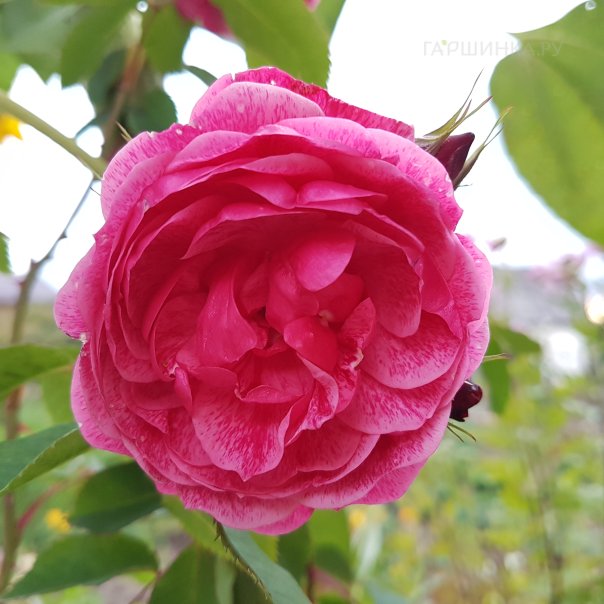 превью изображения отзыва