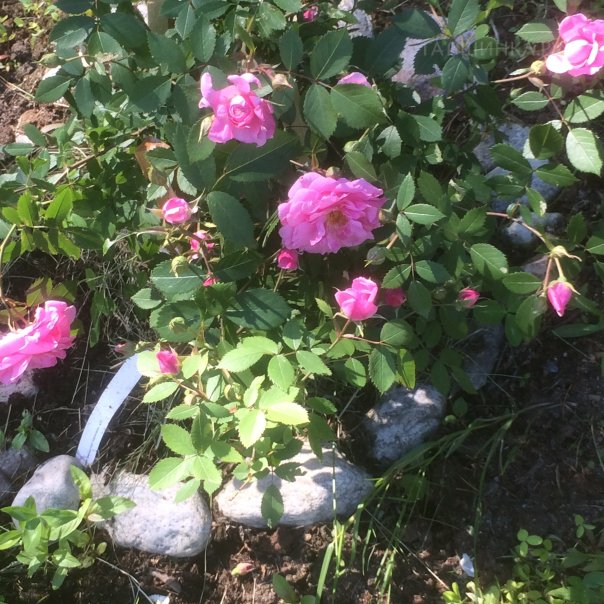 превью изображения отзыва