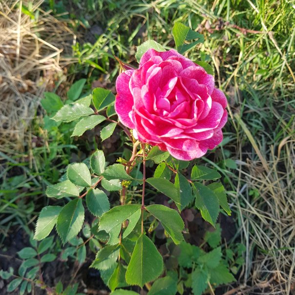 превью изображения отзыва