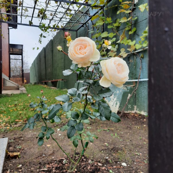 превью изображения отзыва