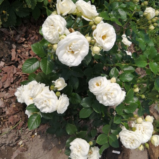 превью изображения отзыва