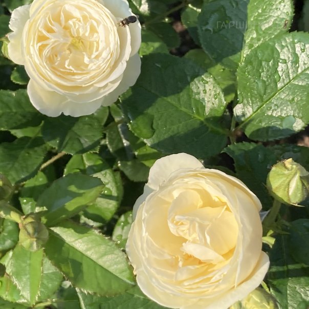 превью изображения отзыва