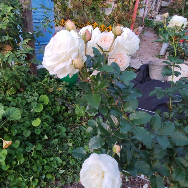 превью изображения отзыва