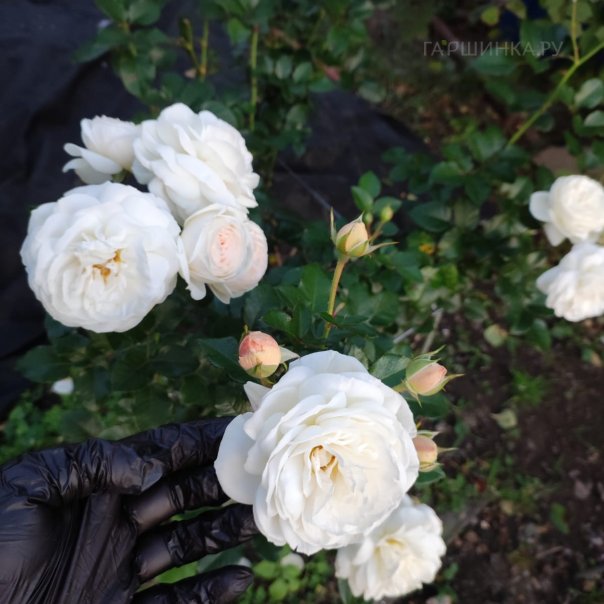 превью изображения отзыва