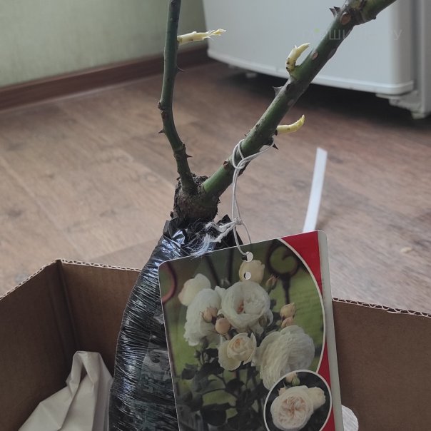 превью изображения отзыва