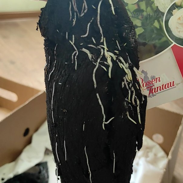 превью изображения отзыва