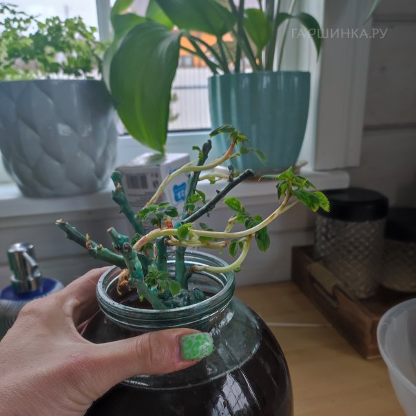 превью изображения отзыва