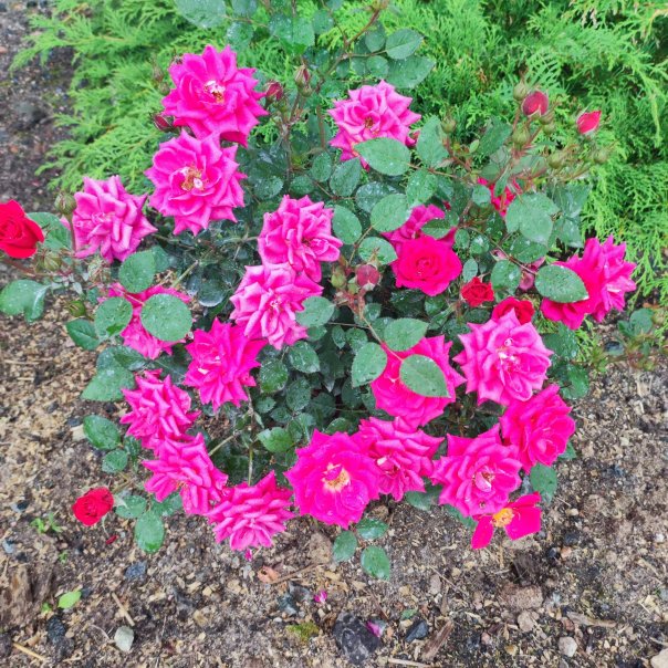 превью изображения отзыва