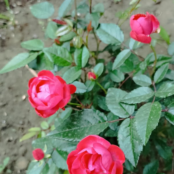 превью изображения отзыва