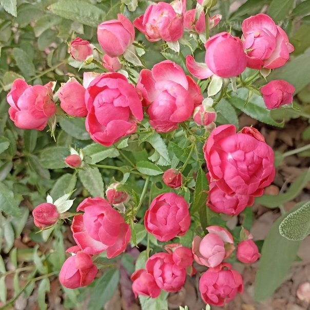 превью изображения отзыва