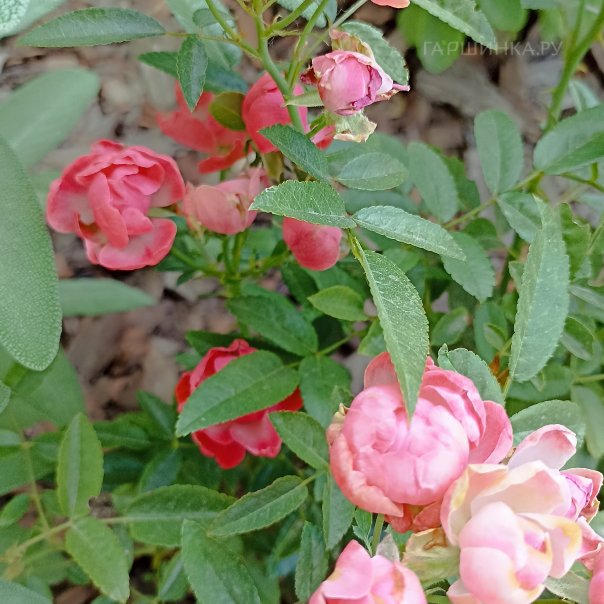 превью изображения отзыва