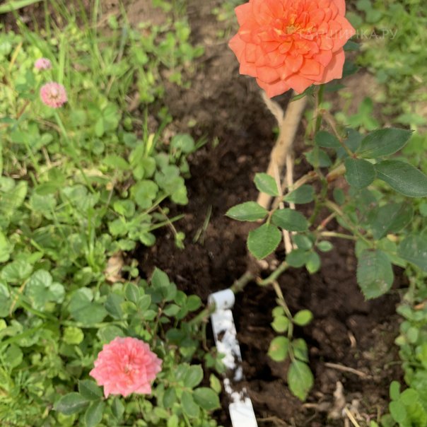 превью изображения отзыва