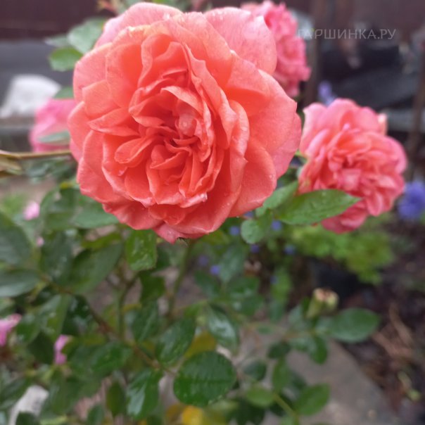 превью изображения отзыва