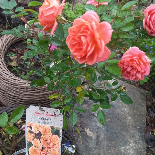 превью изображения отзыва