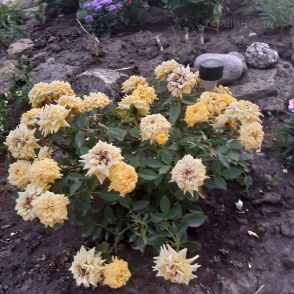 превью изображения отзыва