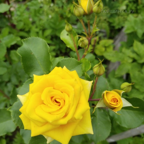 превью изображения отзыва