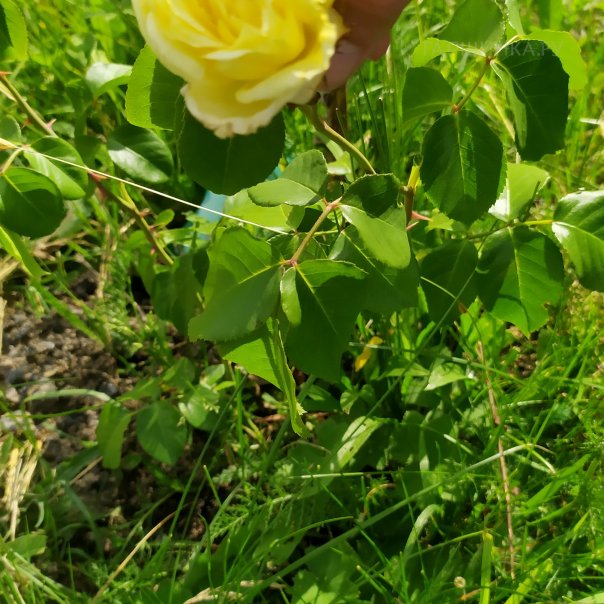 превью изображения отзыва