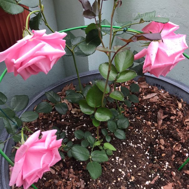 превью изображения отзыва