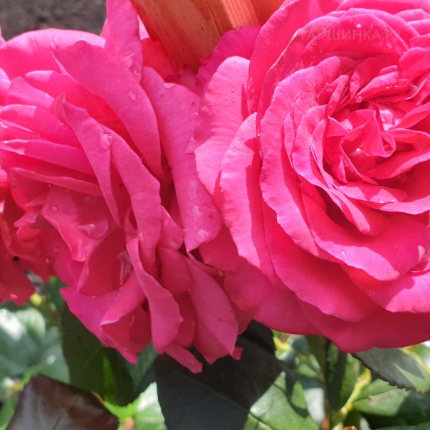 превью изображения отзыва