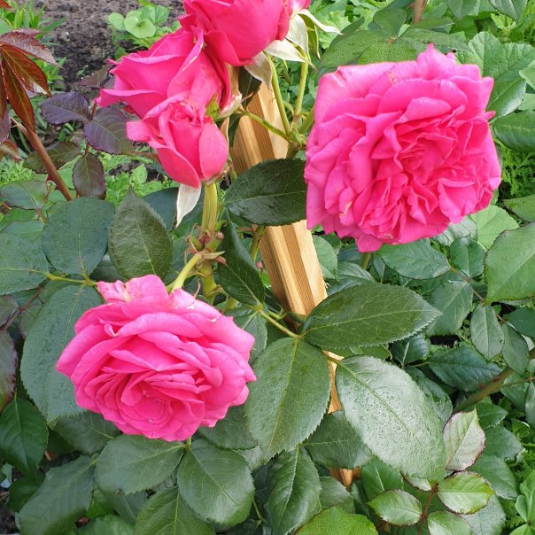 превью изображения отзыва