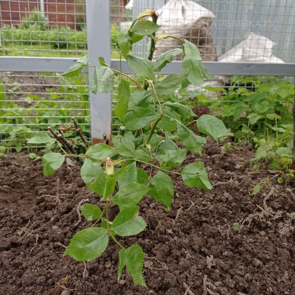 превью изображения отзыва