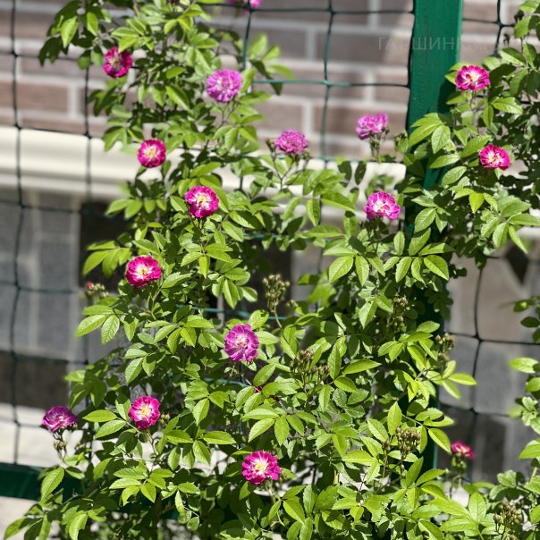 превью изображения отзыва