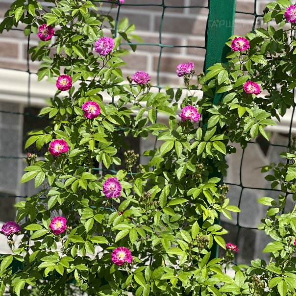 превью изображения отзыва