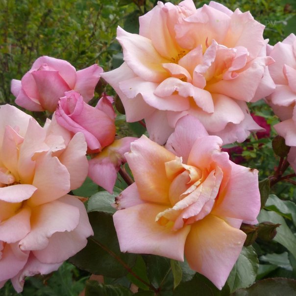 превью изображения отзыва