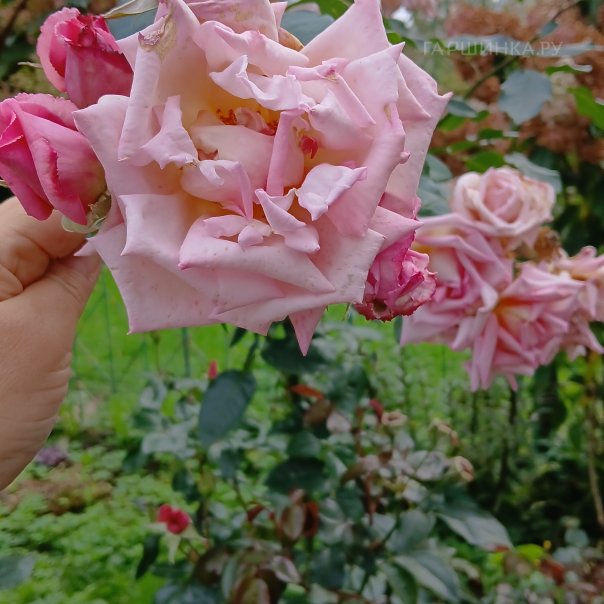 превью изображения отзыва