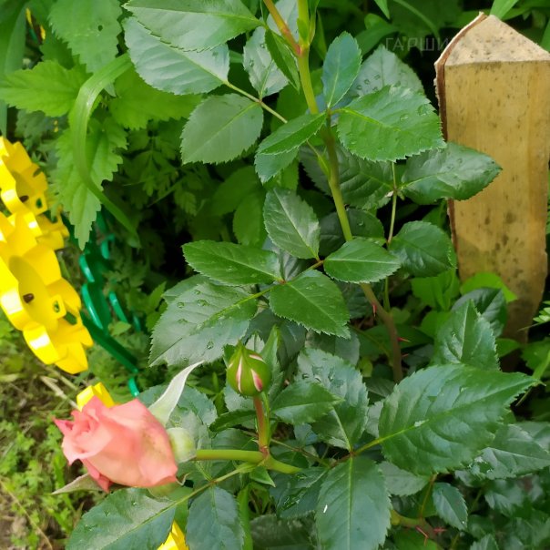 превью изображения отзыва