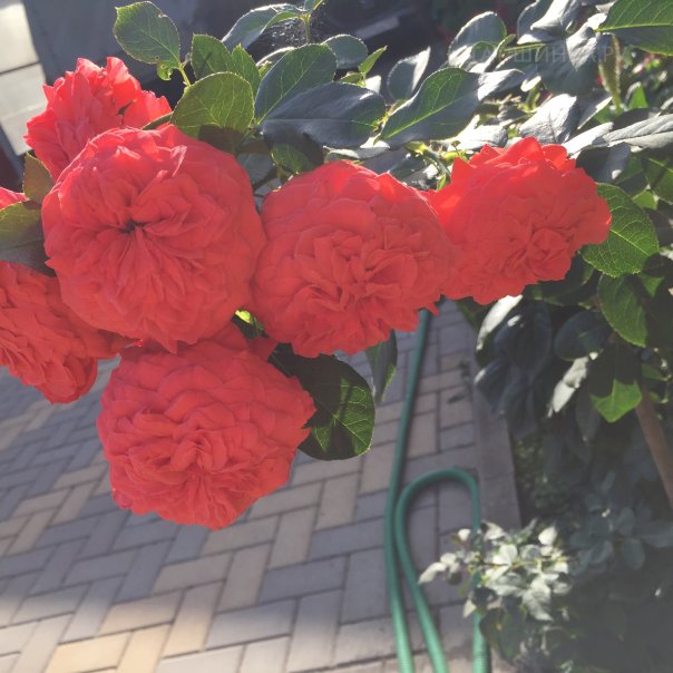 превью изображения отзыва