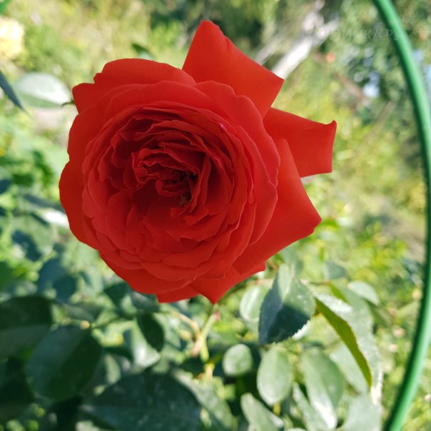 превью изображения отзыва