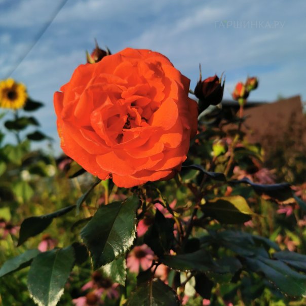 превью изображения отзыва