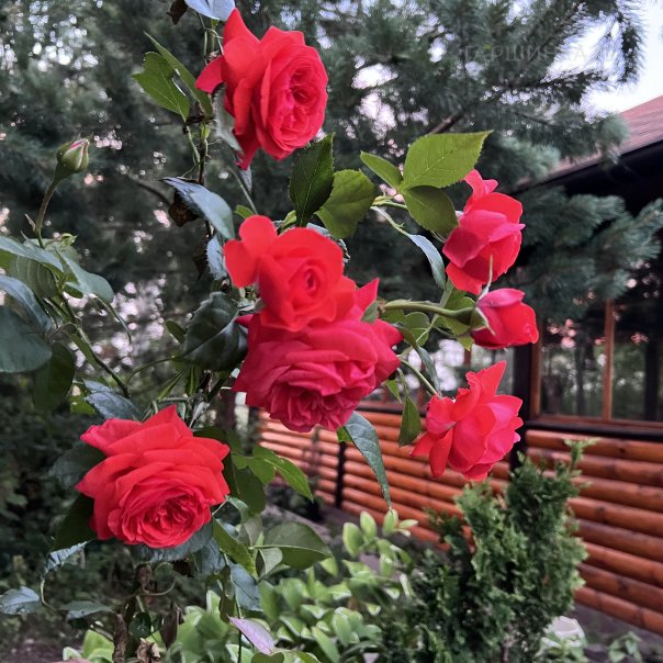 превью изображения отзыва