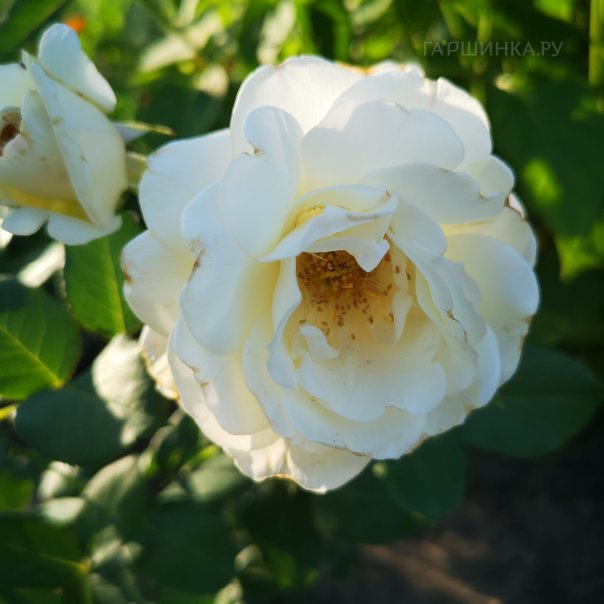 превью изображения отзыва