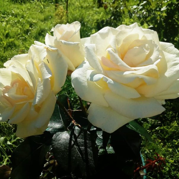 превью изображения отзыва