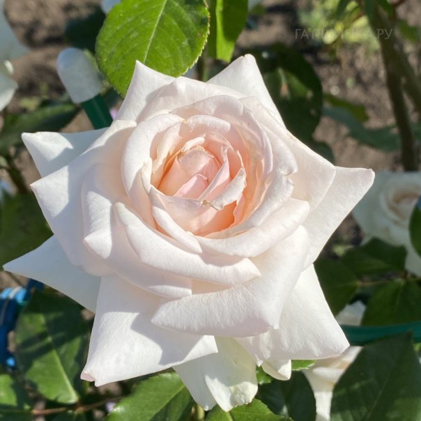 превью изображения отзыва