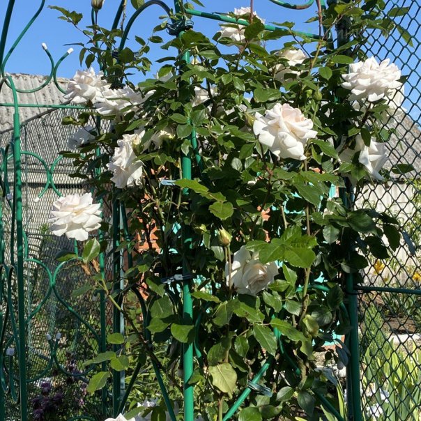 превью изображения отзыва