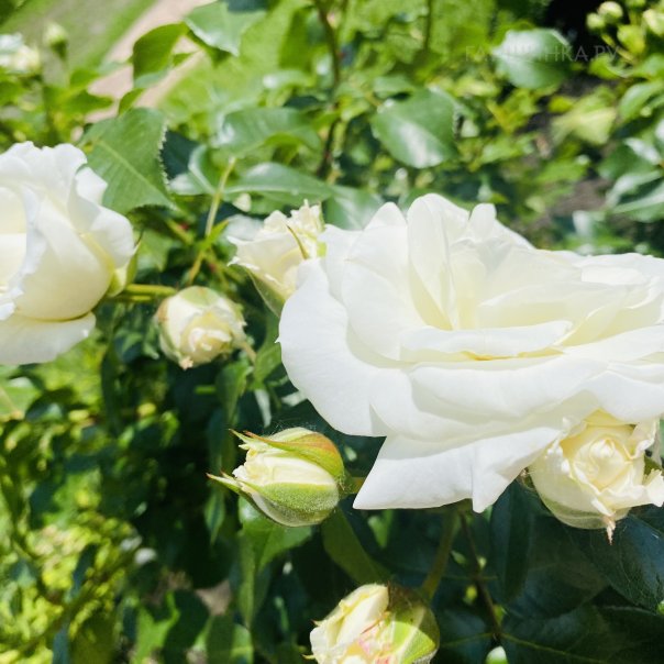 превью изображения отзыва