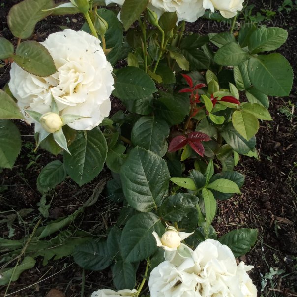 превью изображения отзыва