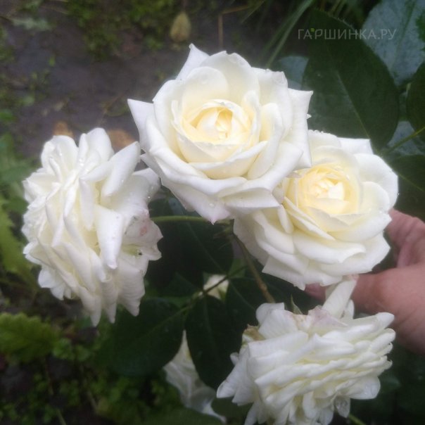 превью изображения отзыва