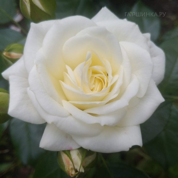 превью изображения отзыва